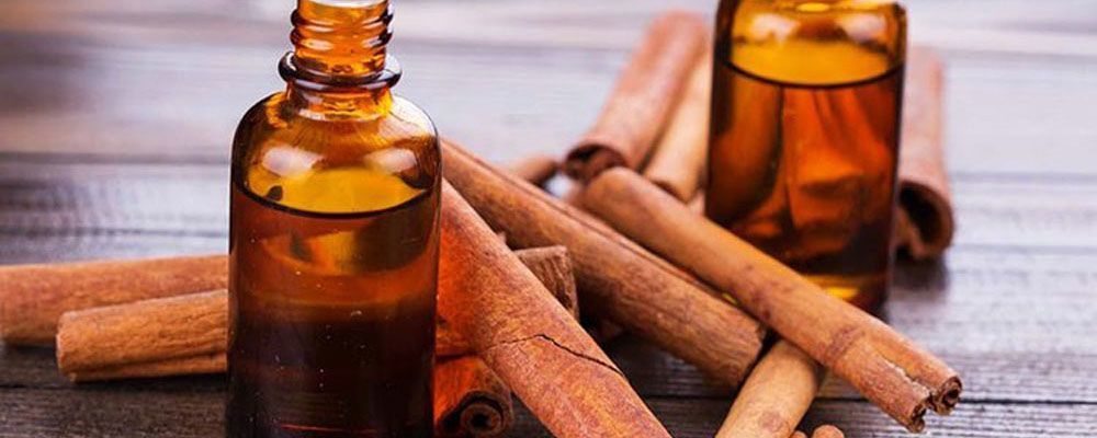 Tiềm năng xuất khẩu quế Việt Nam