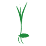 htq : bao bì đựng lúa giống